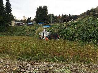 そば刈